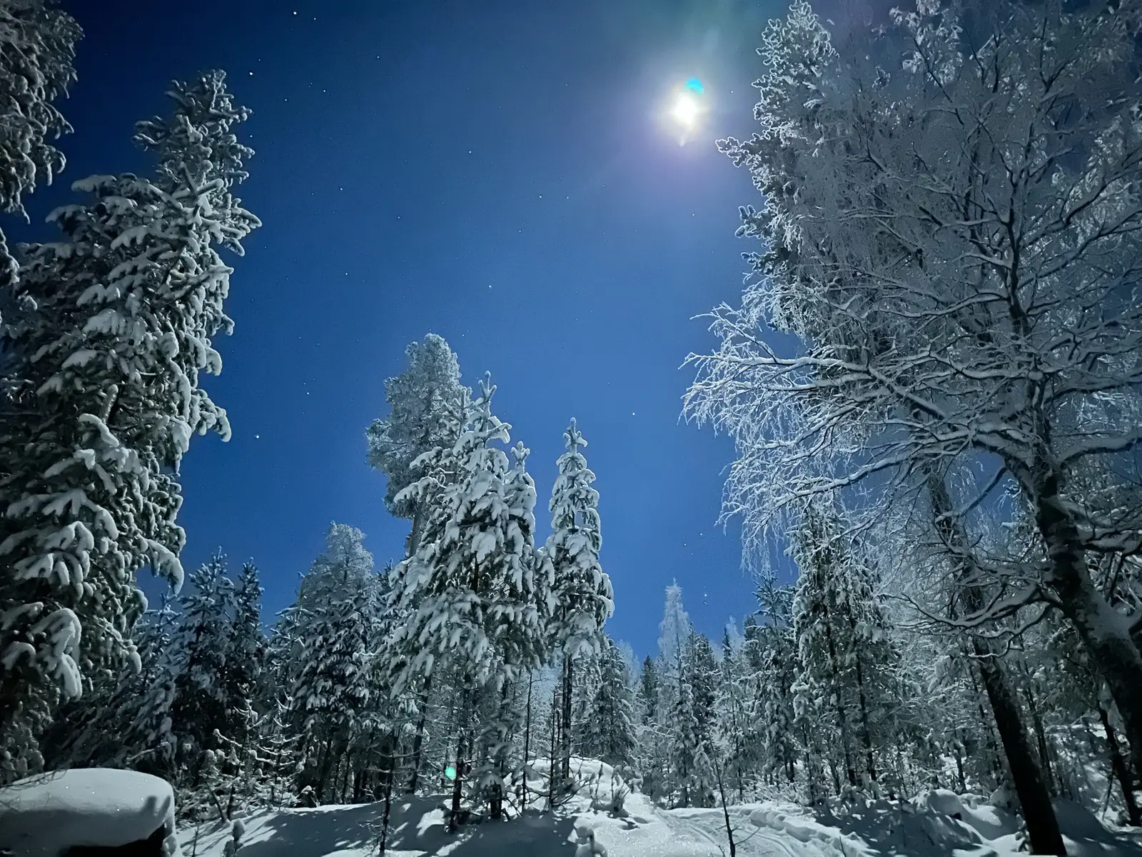 Moonlit pines under a clear sky