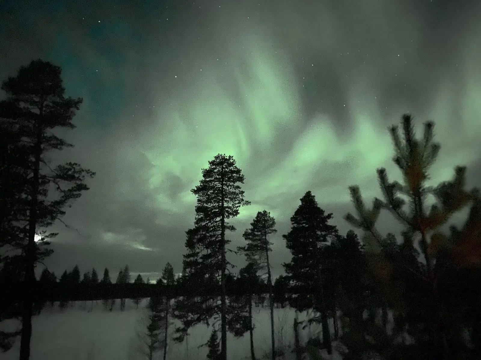 Northern lights above the pine forest