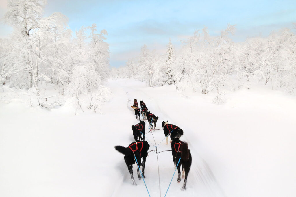 dogsled lapland